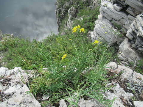 Imagem de Crepidiastrum tenuifolium (Willd.) A. N Sennikov