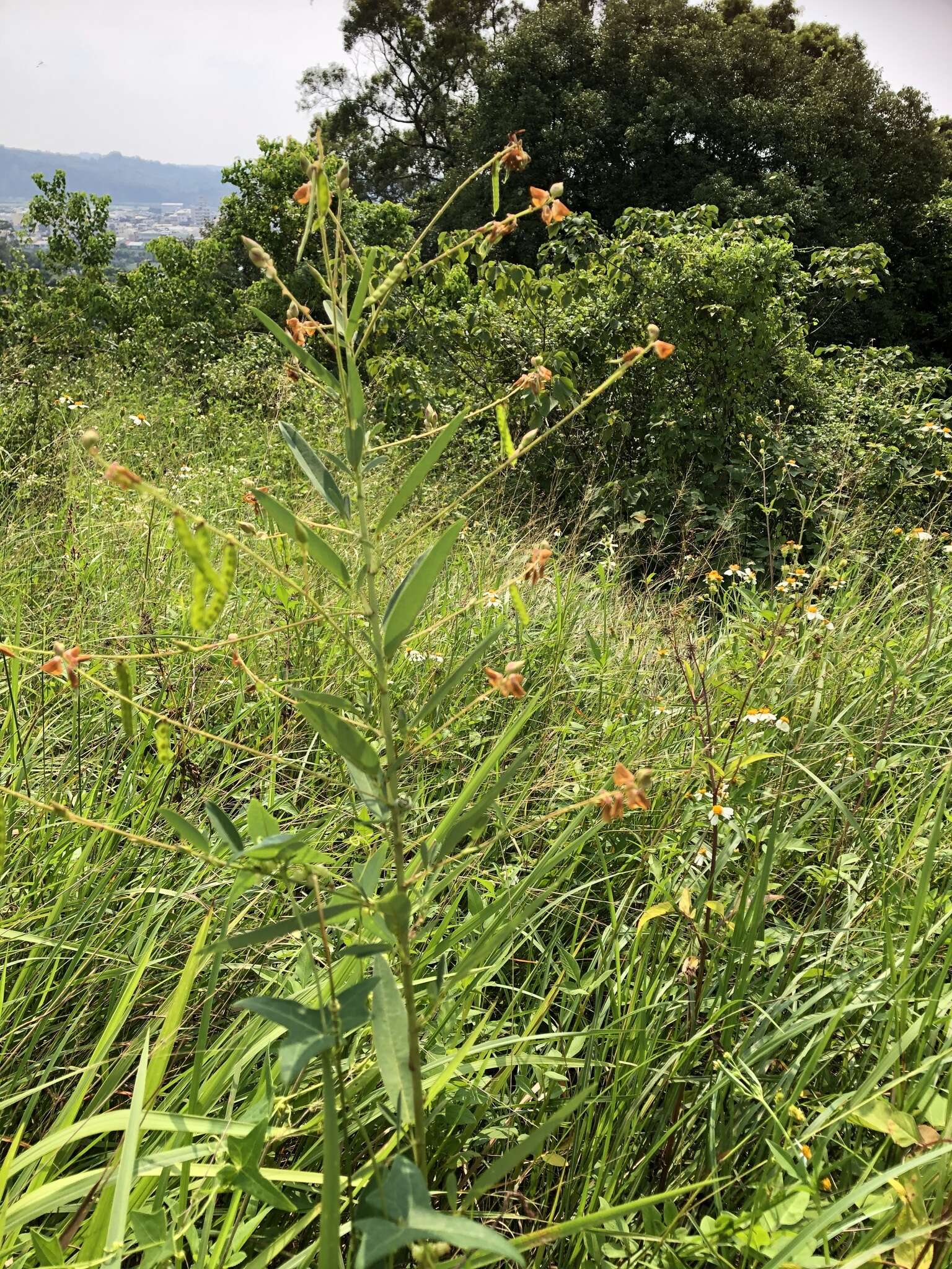 Imagem de Codariocalyx motorius (Houtt.) H. Ohashi