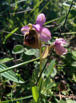 Image of Ophrys tenthredinifera Willd.