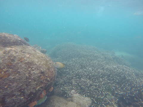 Image of Bristle-toothed Surgeonfish