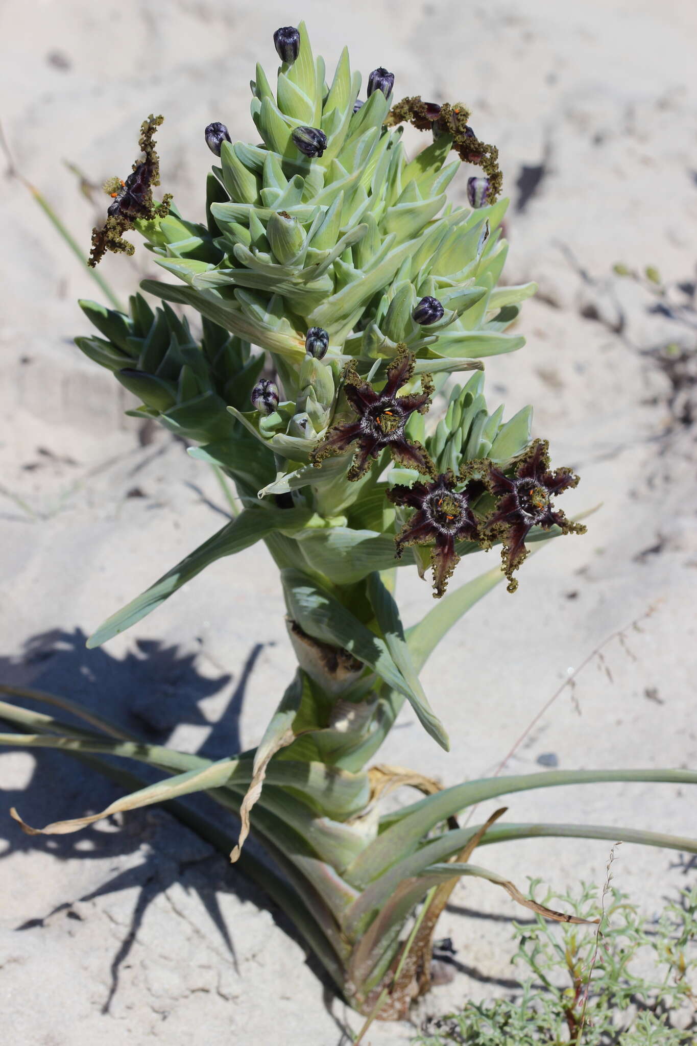 Image of Ferraria foliosa G. J. Lewis