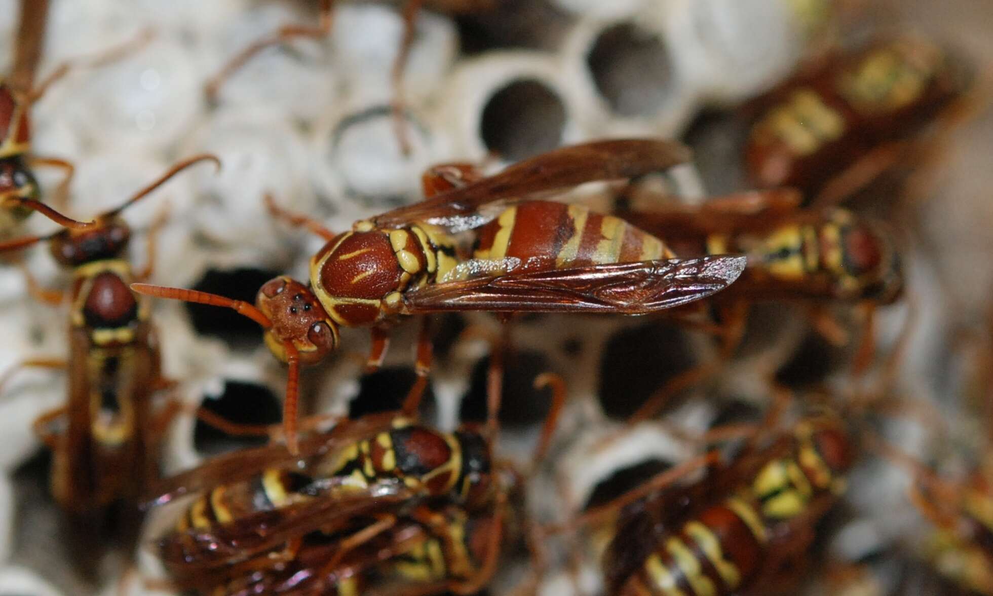 Image of Polistes shirakii Sonan 1943