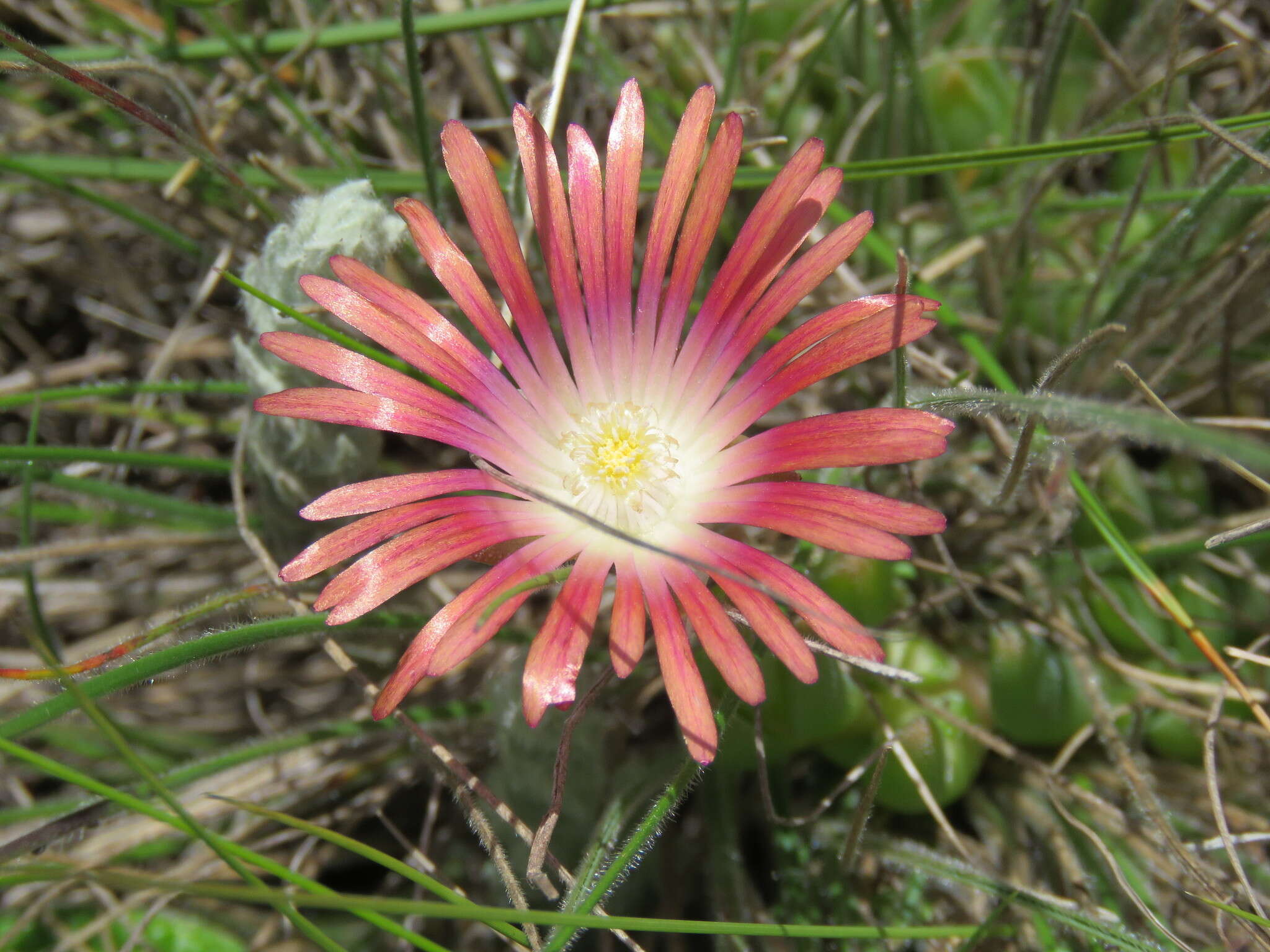 Delosperma dyeri L. Bol. resmi