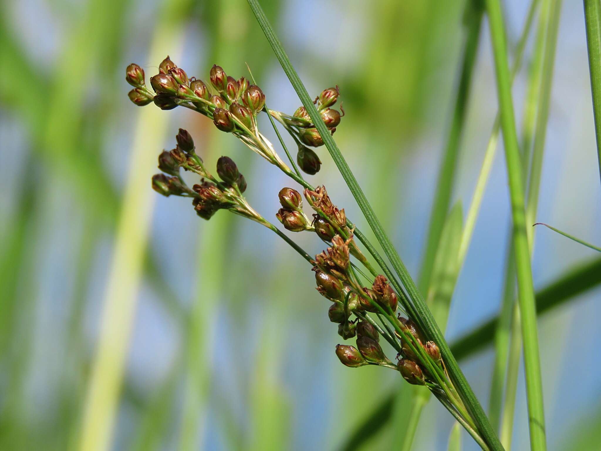 Image of Round-fruited Rush