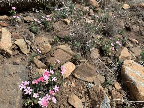 Image of Arizona phlox