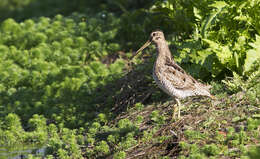 Imagem de Gallinago hardwickii (Gray & JE 1831)