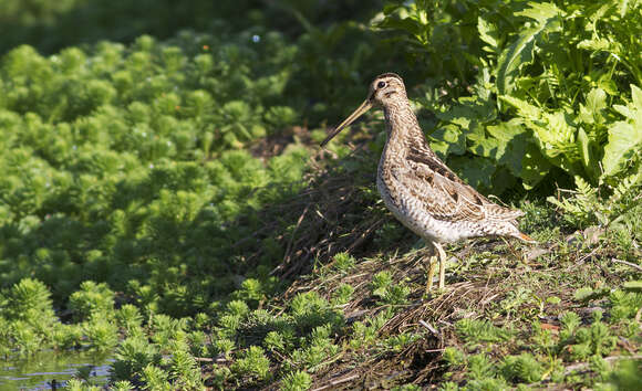 صورة Gallinago hardwickii (Gray & JE 1831)