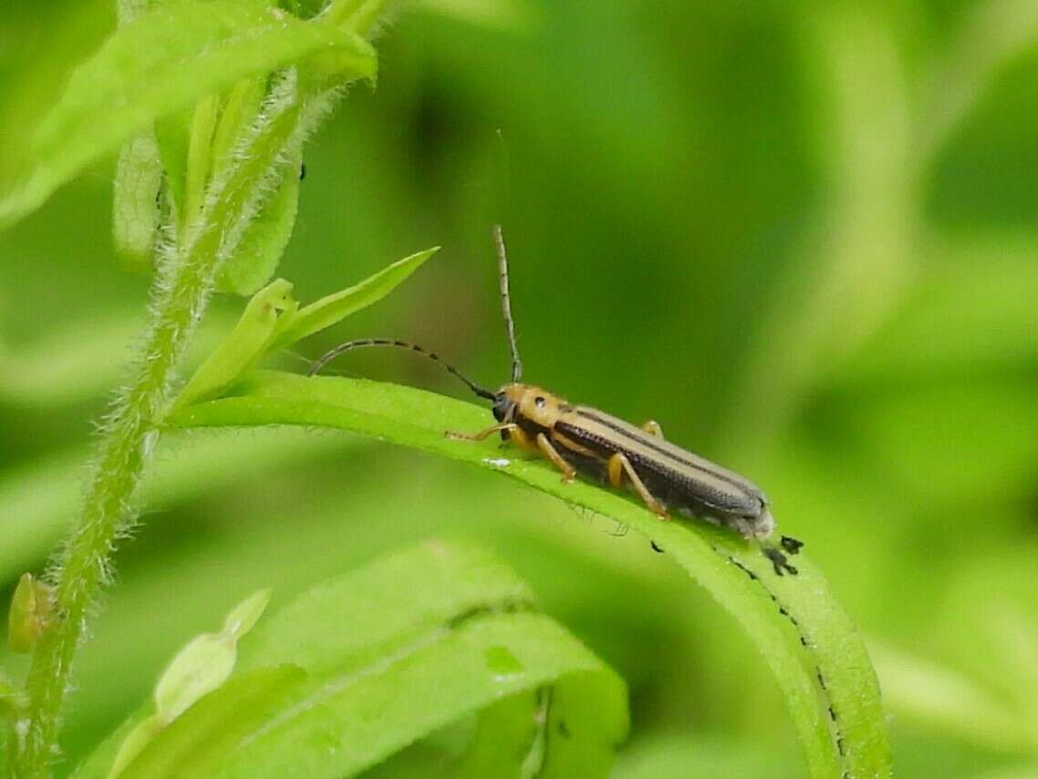 Image of Oberea tripunctata (Swederus 1787)