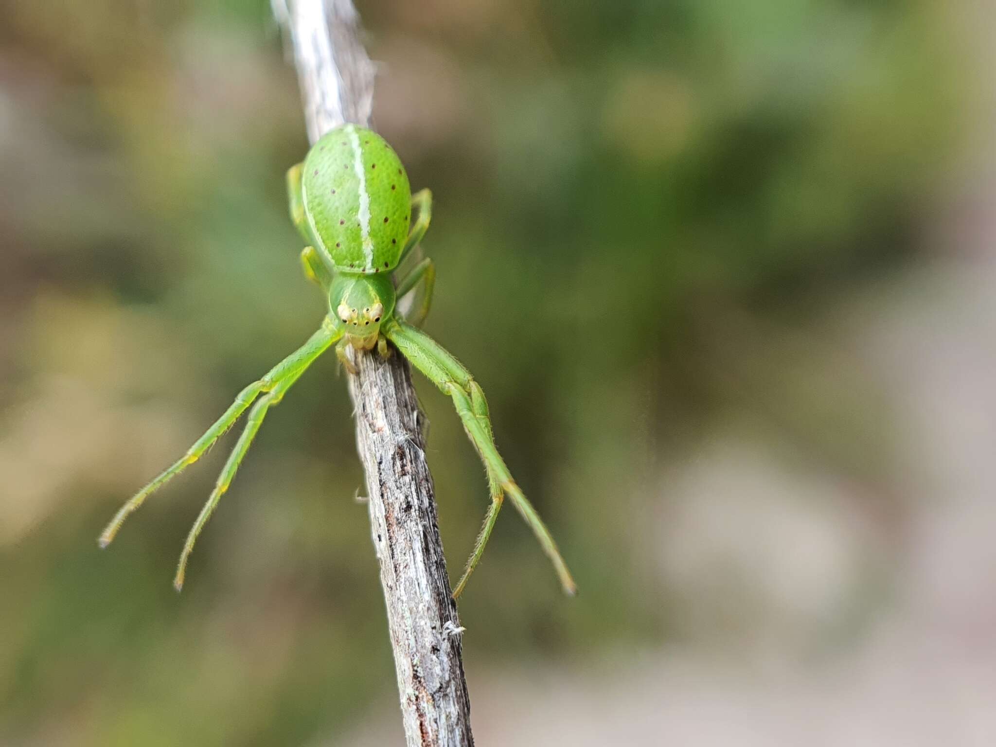 Sivun Cetratus circumlitus (L. Koch 1876) kuva