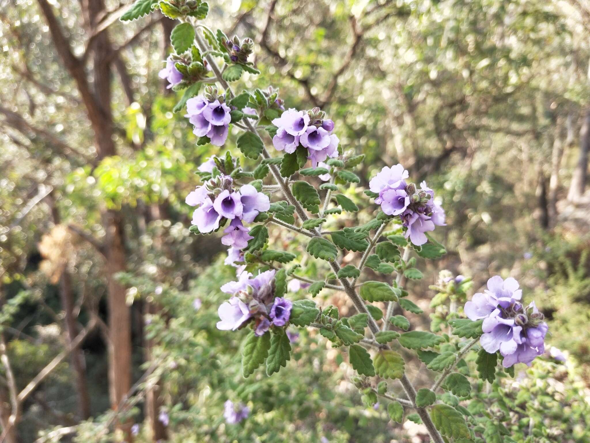 Image of Prostanthera incana A. Cunn. ex Benth.