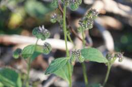 Phacelia mutabilis Greene的圖片