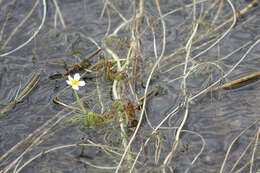 Слика од Ranunculus trichophyllus Chaix