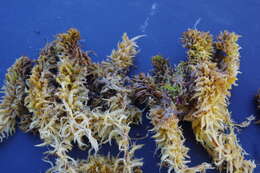 Image of Low sphagnum moss