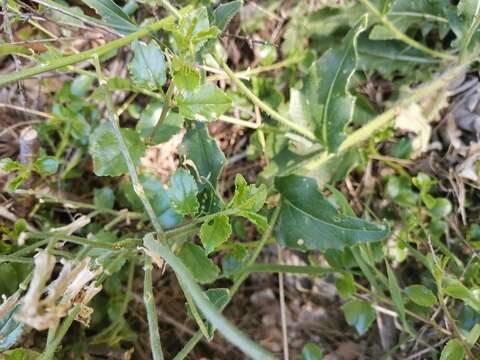 صورة Hesperis laciniata All.