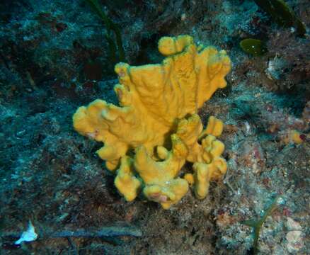 Image of crumpled duster sponge