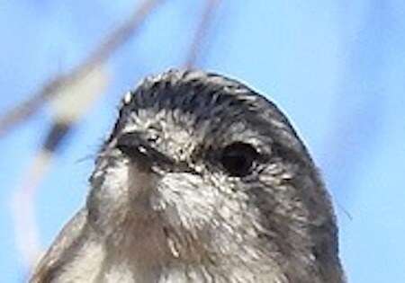 Image of Slaty-backed Thornbill