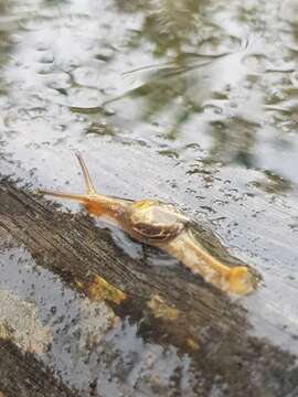 Image de Cucullarion albimaculosus Stanisic 2010