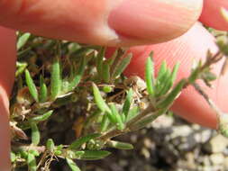 Image of Spergularia rupicola Le Jolis