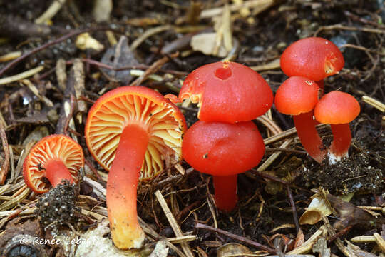 Image of Hygrocybe marchii (Bres.) Singer 1951