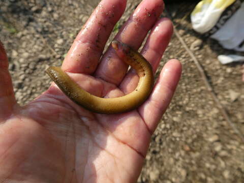 Image of Siberian brook lamprey