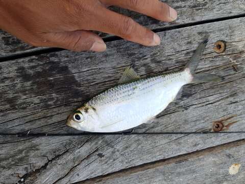 Image of Castelnau&#39;s herring