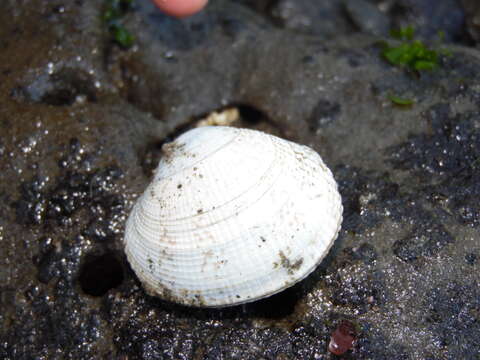 Image of Taca clam