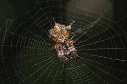 Image of Cyclosa diversa (O. Pickard-Cambridge 1894)