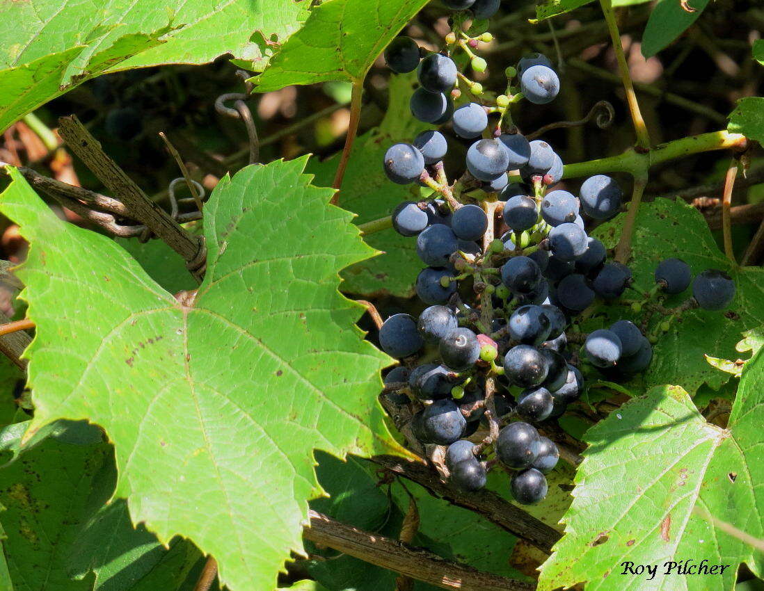 Imagem de Vitis riparia Michx.