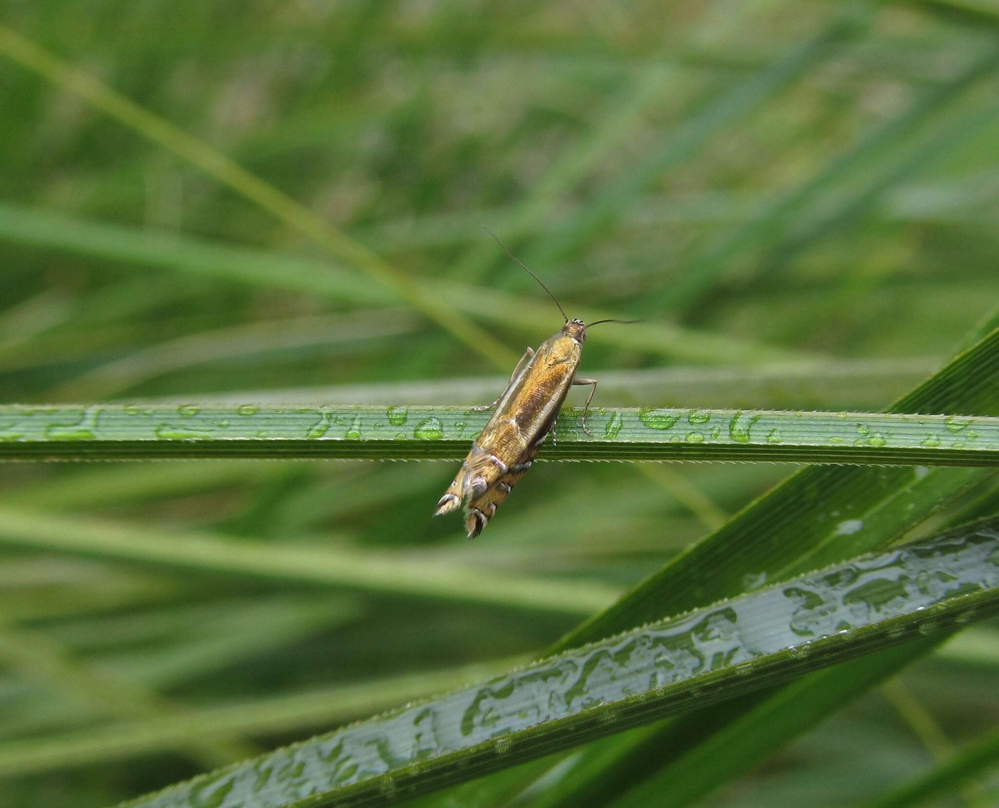 Слика од Glyphipterix scintilella Walker 1864