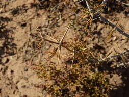 Image of Plectrocarpa tetracantha Gill.