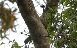 Image of Paradise Riflebird