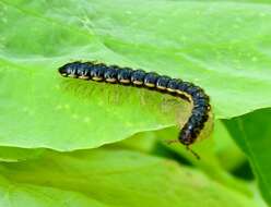 Image of Millipede