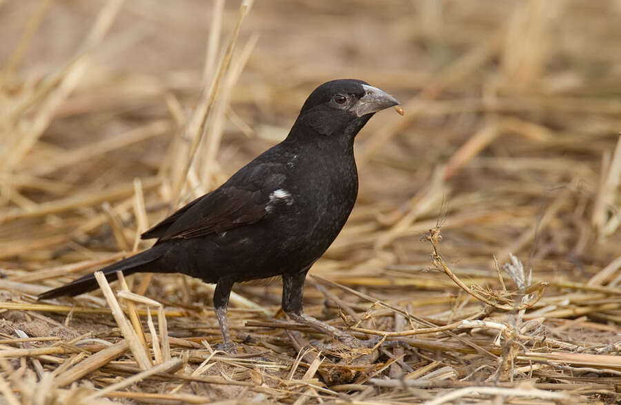 Слика од Bubalornis Smith & A 1836