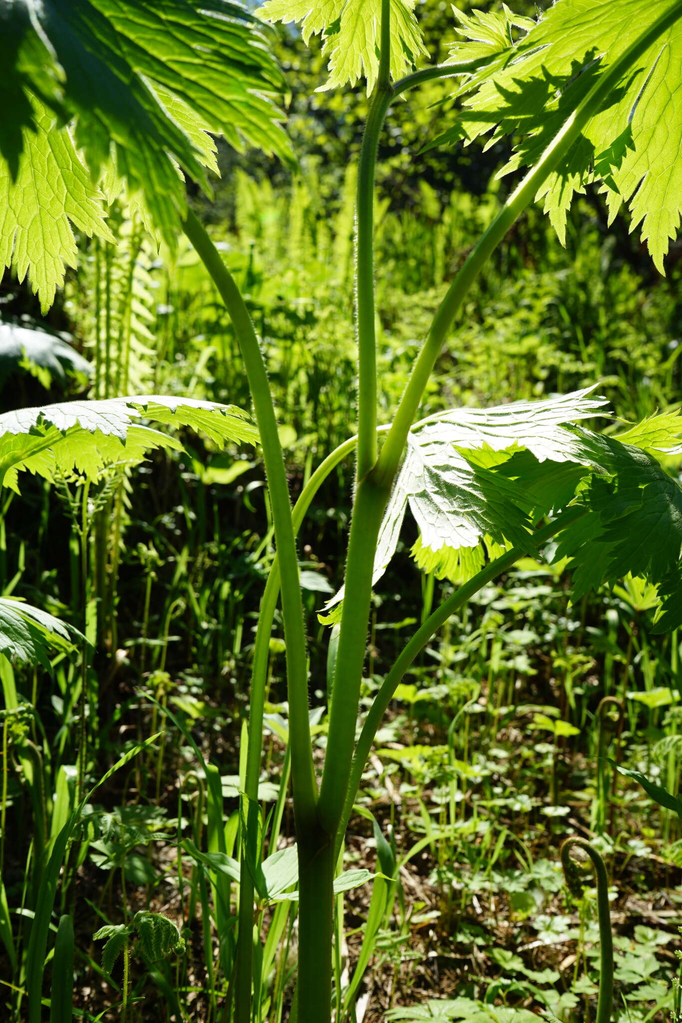 Aconitum septentrionale subsp. rubicundum (Fisch.) V. N. Voroschilov resmi