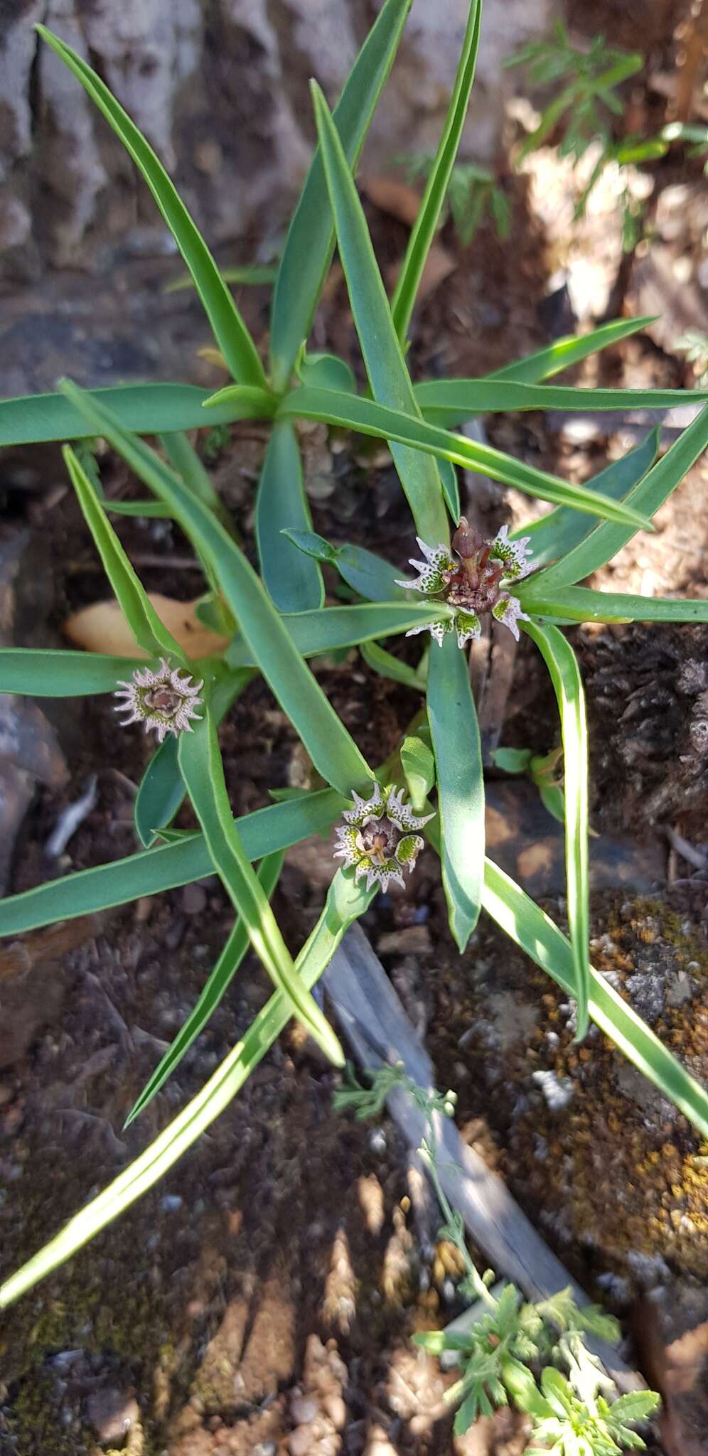 Image of Euphorbia pseudotuberosa Pax