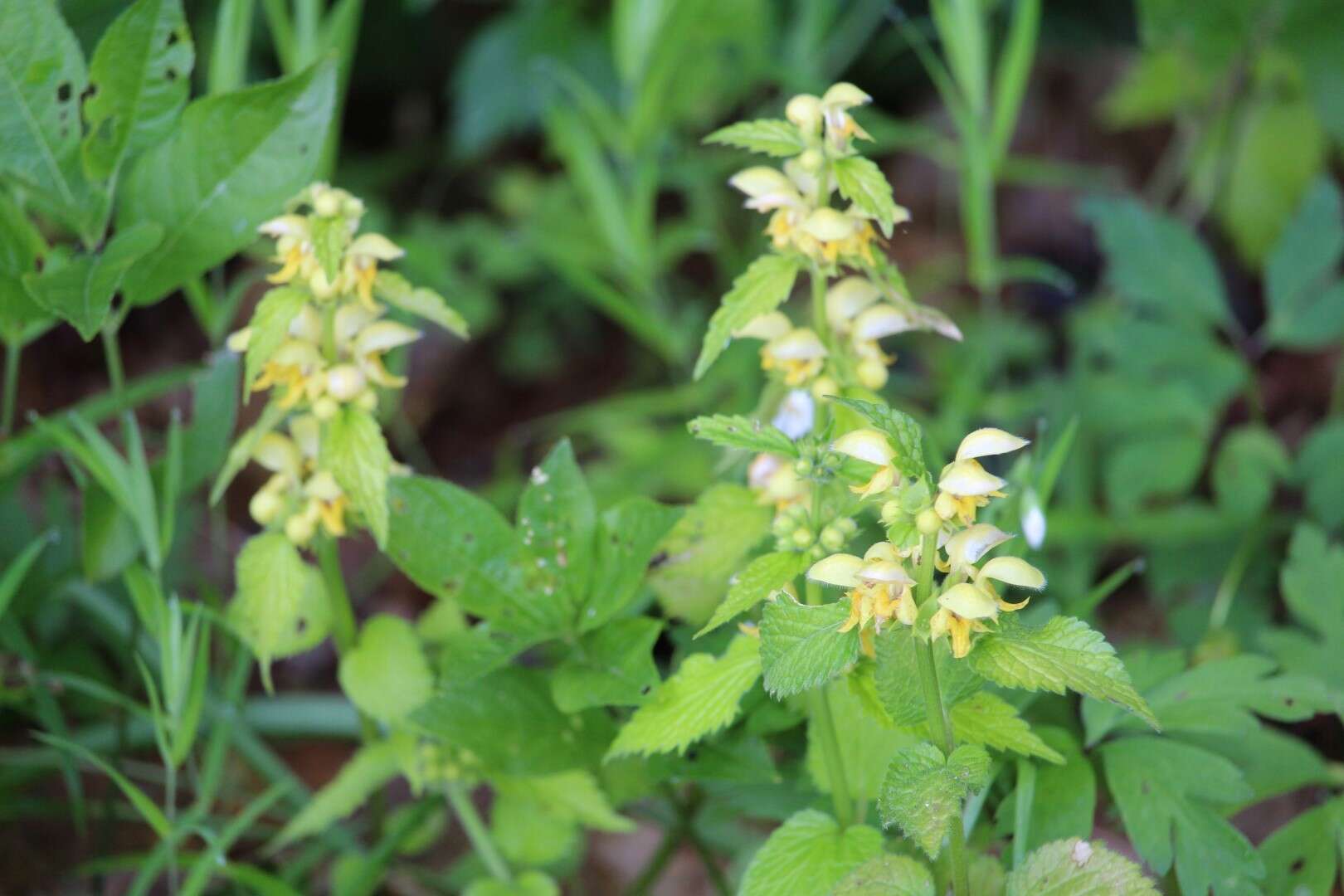 Imagem de Lamium galeobdolon (L.) L.