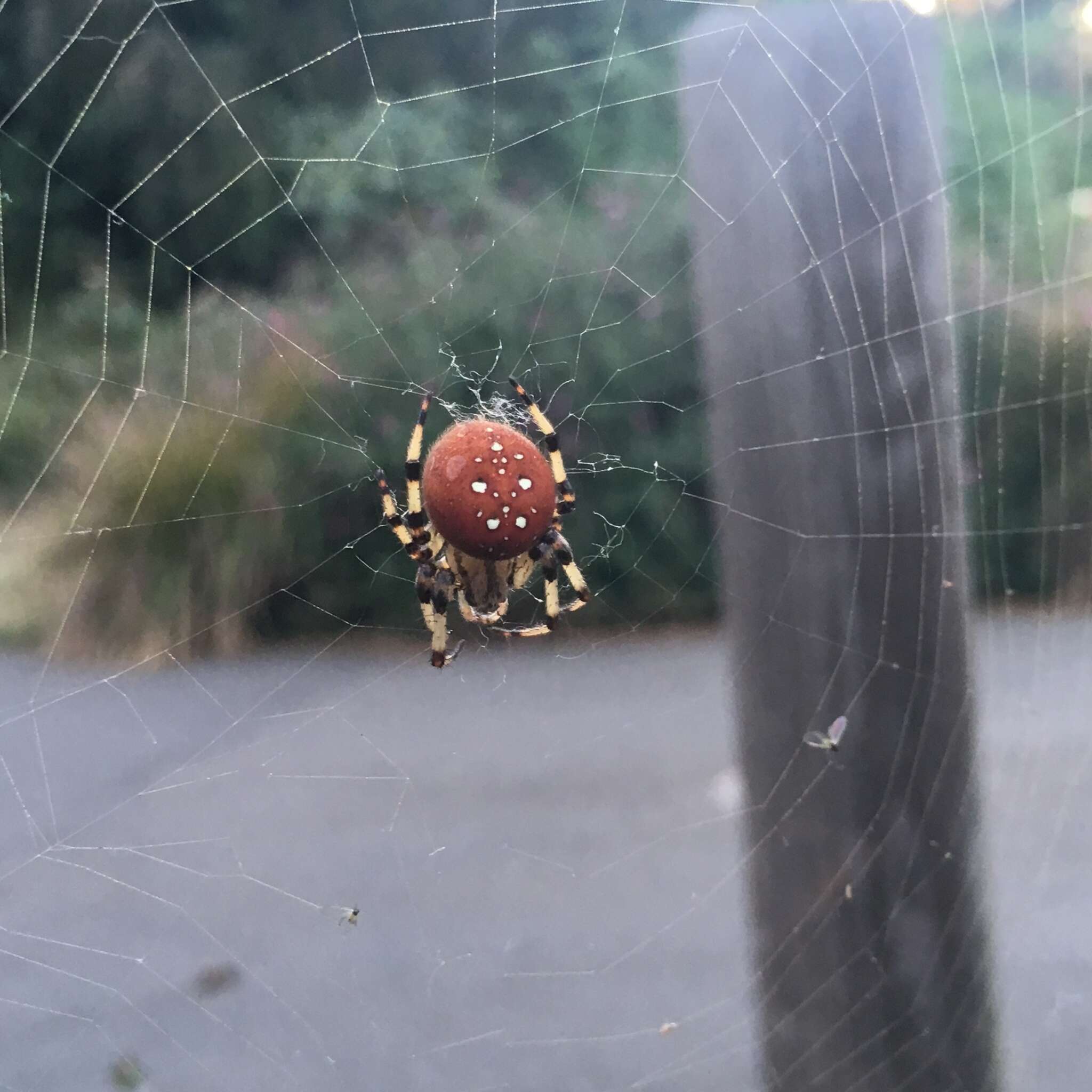 Image of Shamrock Orbweaver