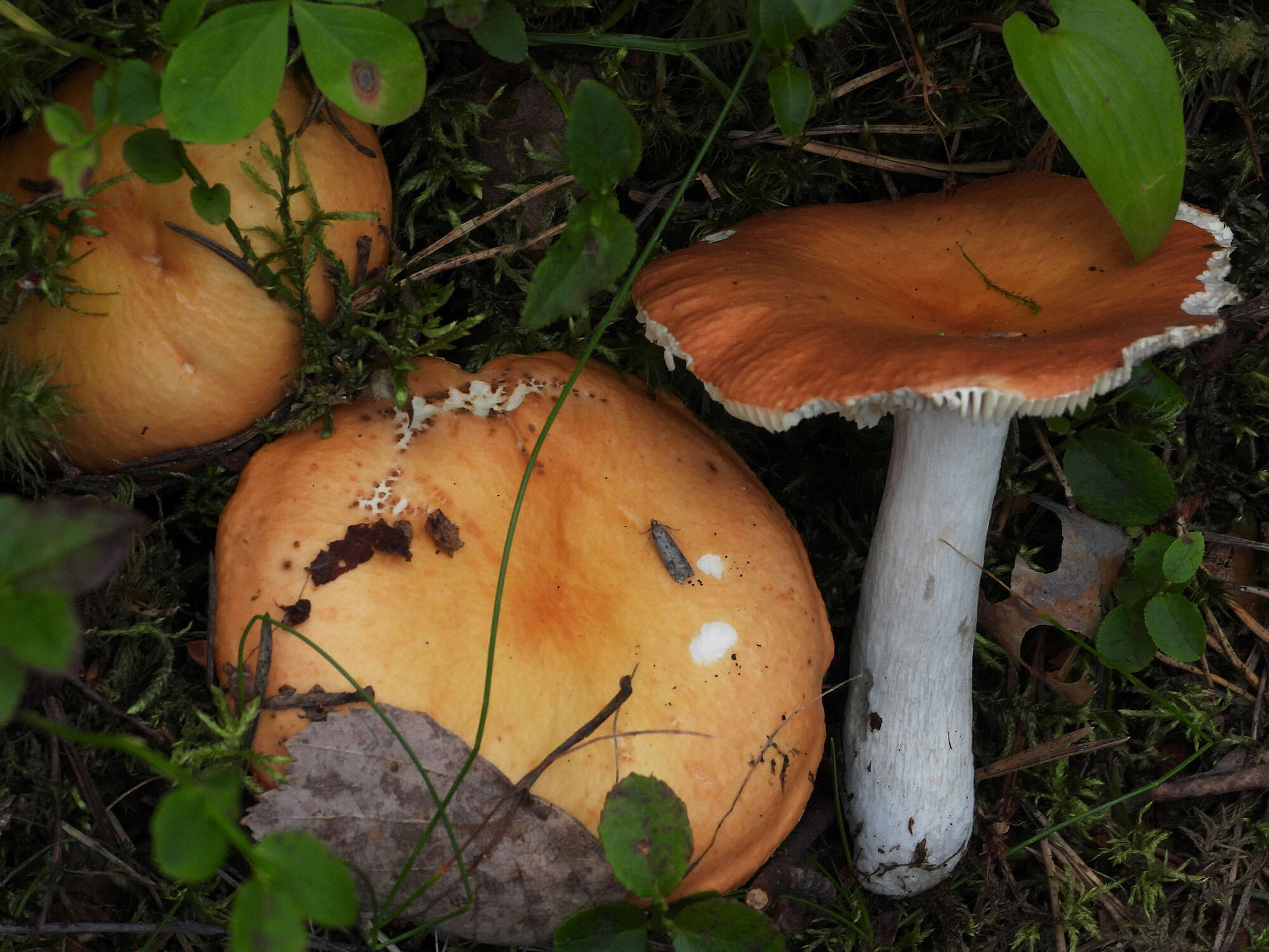 Image of Russula decolorans (Fr.) Fr. 1838