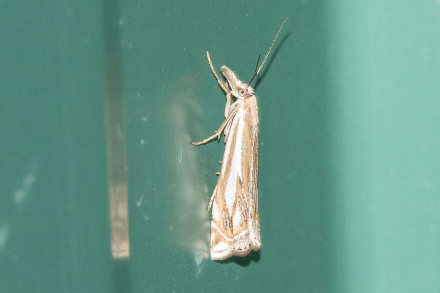 Image of Whitmer's Sod Webworm Moth