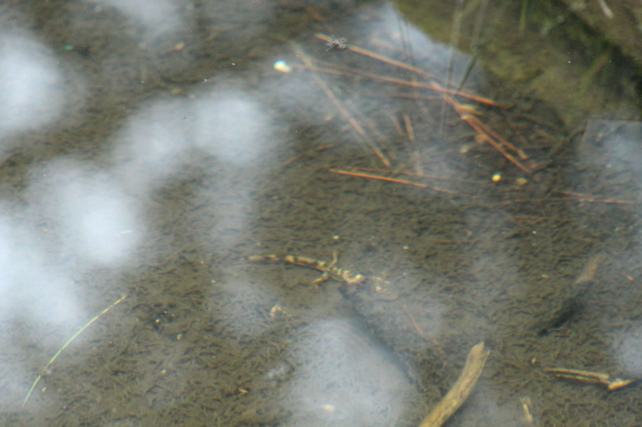 Image of Mountain Stream Siredon