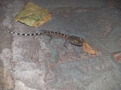 Image of Gekko gecko gecko (Linnaeus 1758)