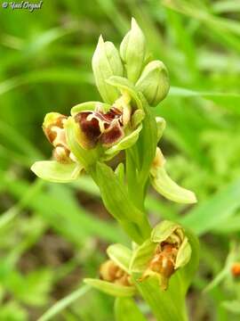 Image of Ophrys umbilicata subsp. beerii Shifman