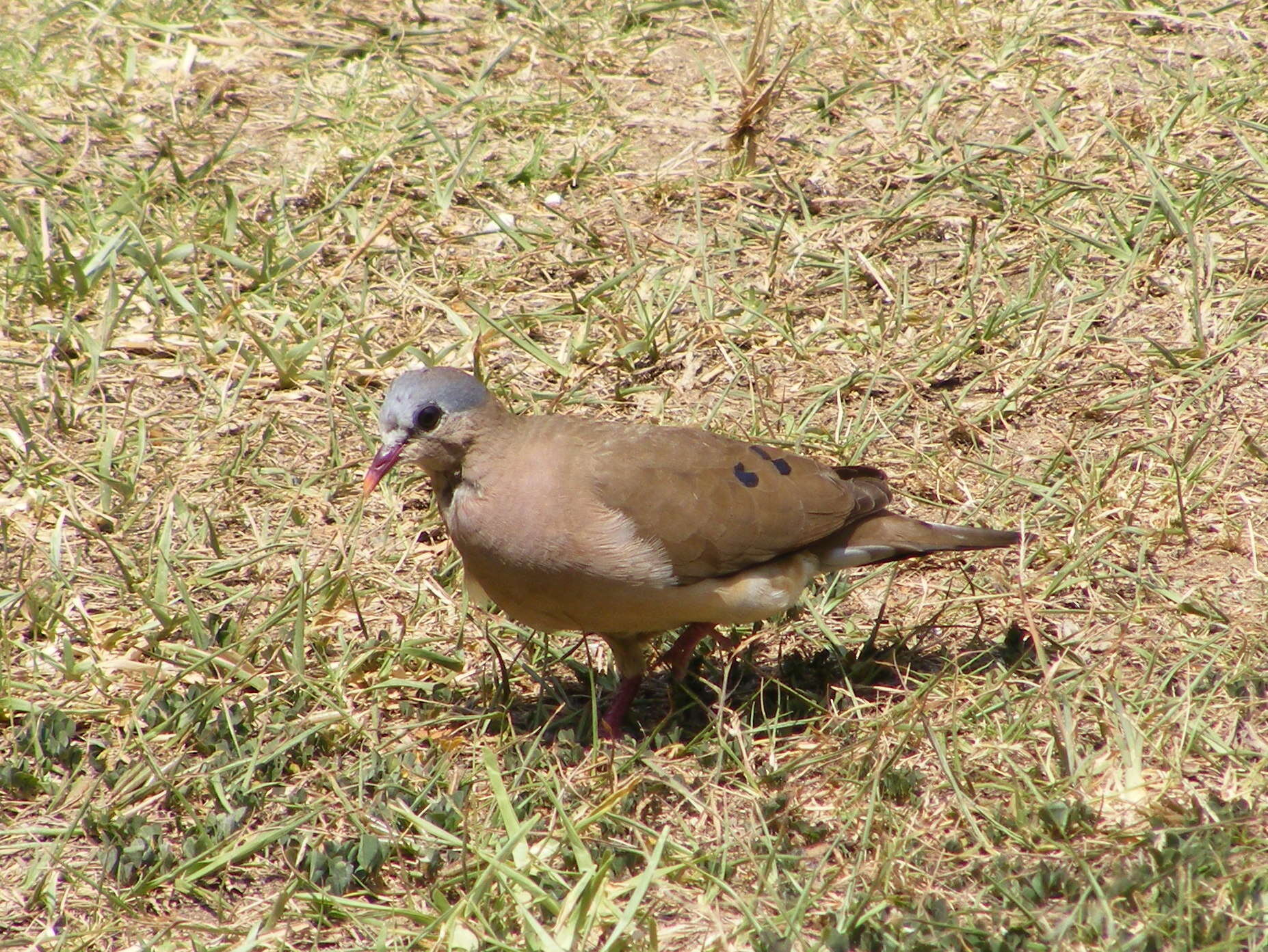 Image of Blue-spotted Dove