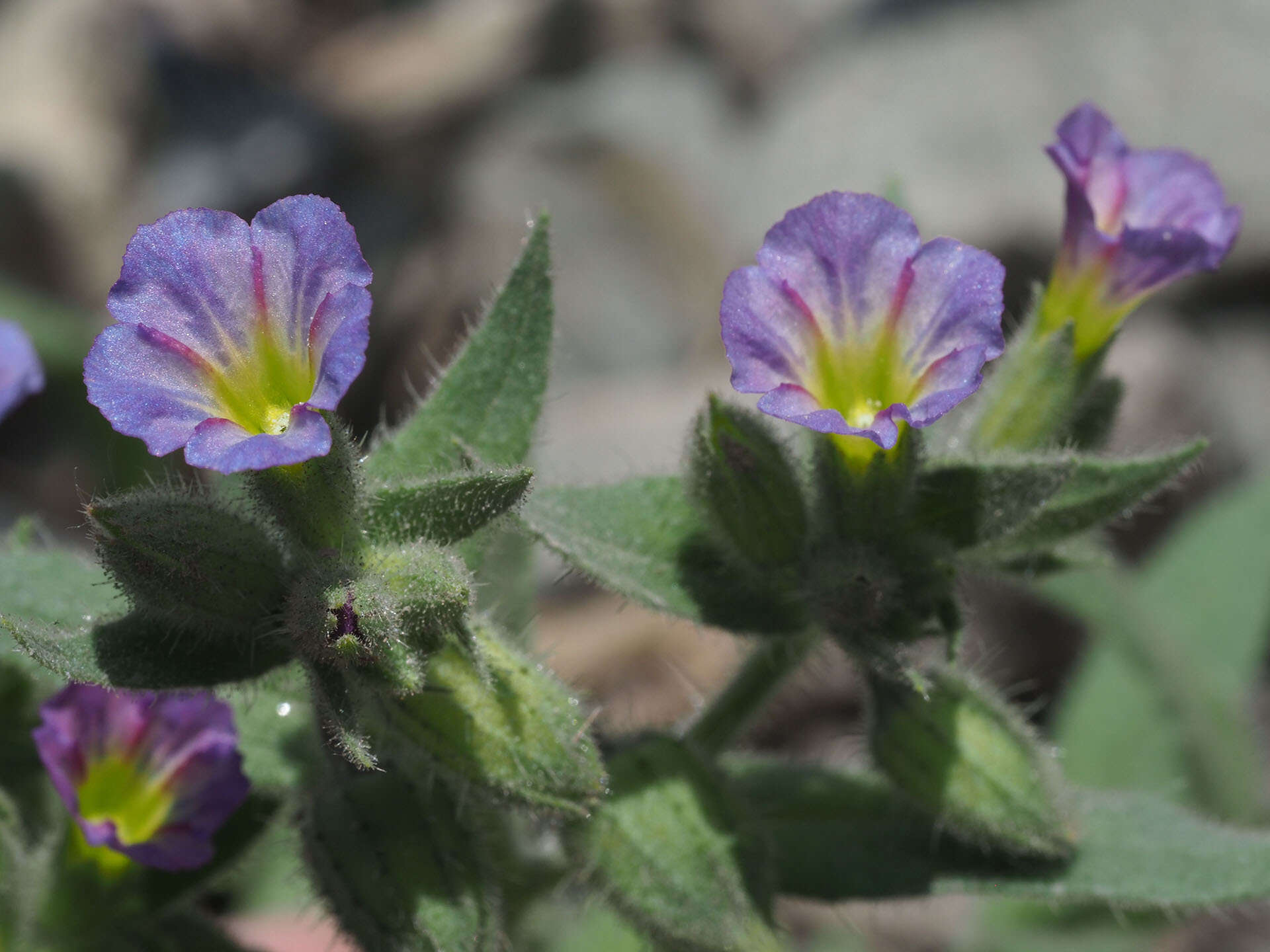 صورة Nonea versicolor (Stev.) Sweet