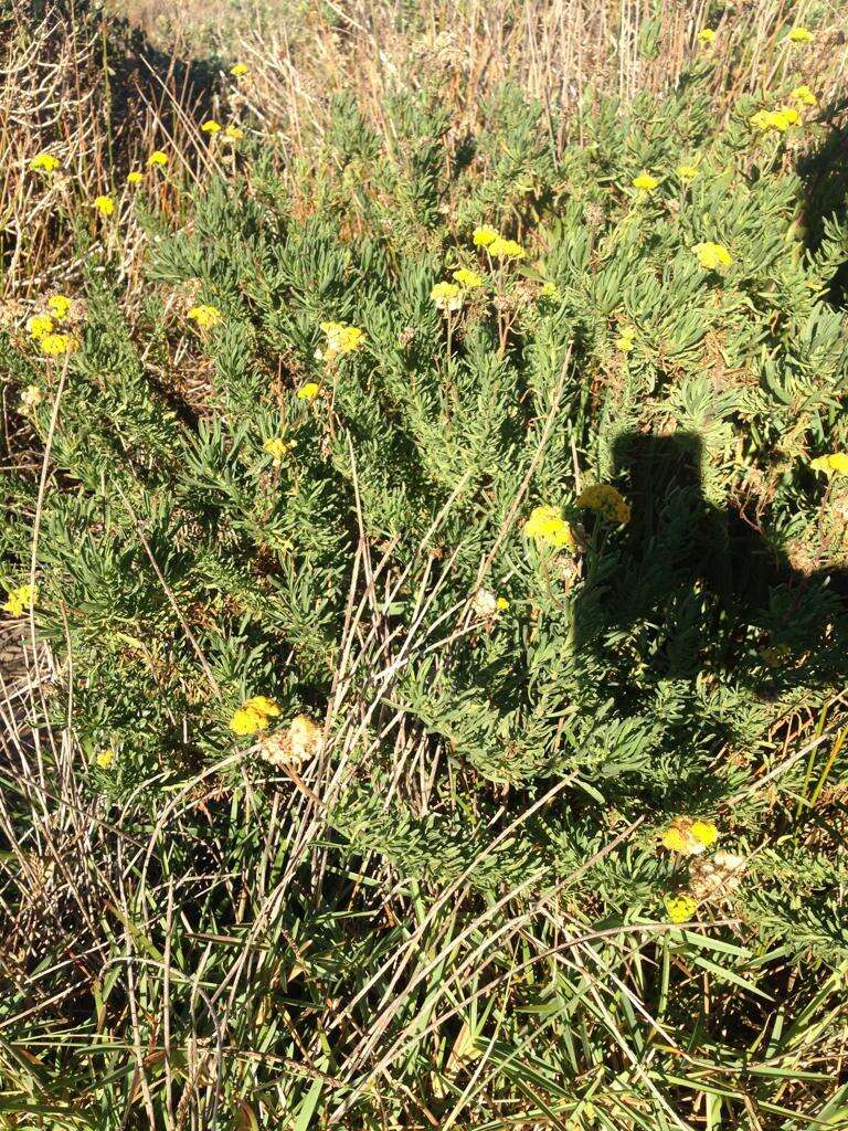 Слика од Nidorella foetida (L.) DC.