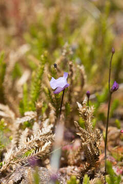 Image of Utricularia lateriflora R. Br.