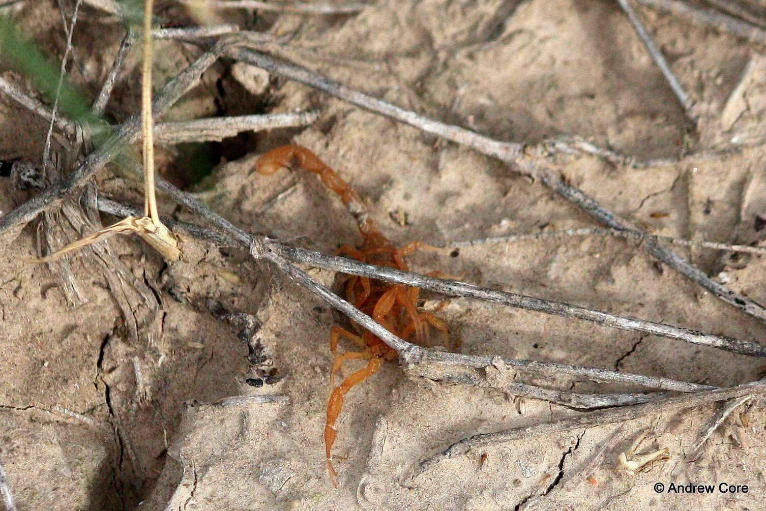 Image of Arizona Bark Scorpion