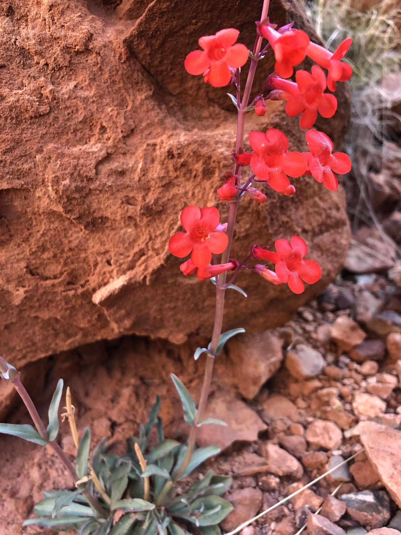 Image of Utah penstemon