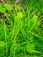 Image of Smooth-Sheath Sedge