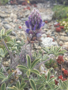 Image of desert lupine